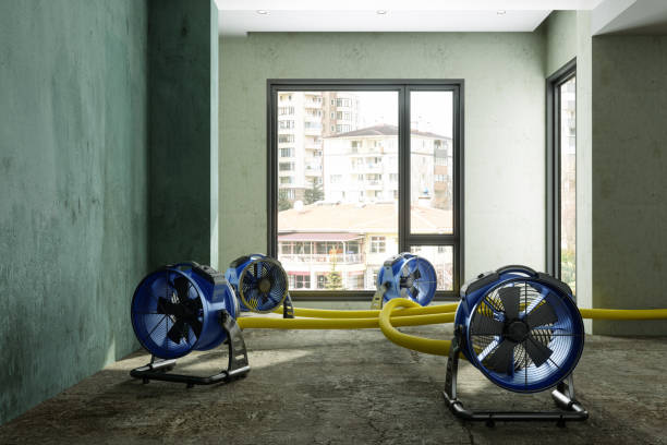 Best Professional water damage repair  in Fabens, TX
